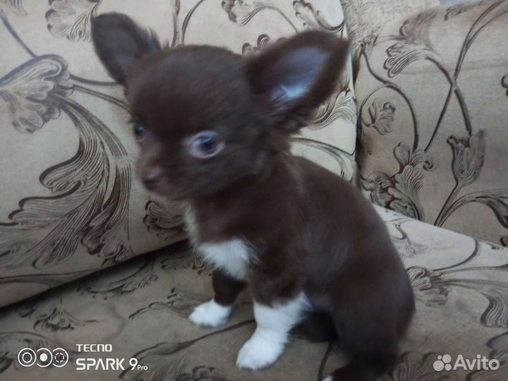 Щенки чихуахуа дш РКФ