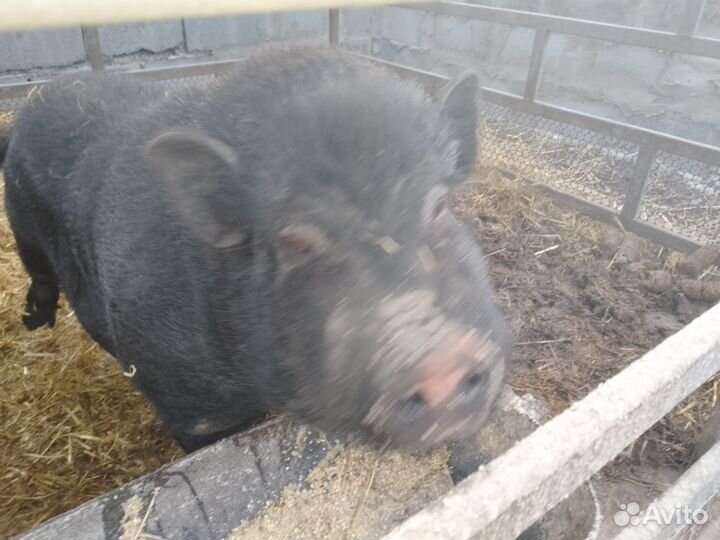 Вьетнамский хряк