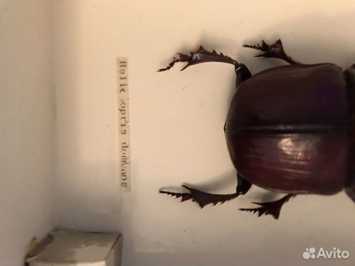 Экзотические насекомые