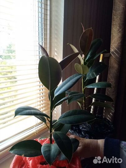 Китайская роза