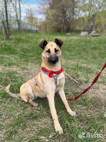 Добрая и умная собака грустит в приюте