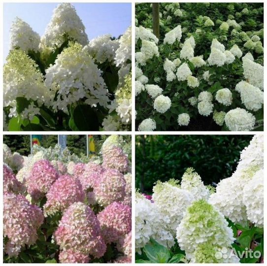Гортензия метельчатая Селекшен
