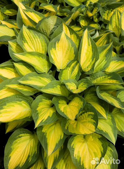 Хоста мармелад оранж