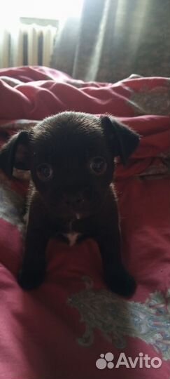 Маленькая собака чихуахуа