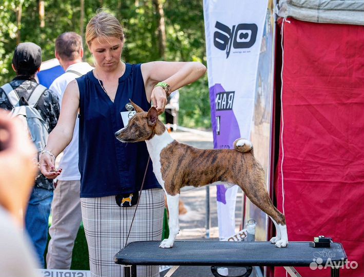 Щенки басенджи