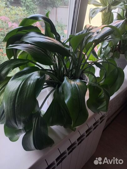 Цветы комнатные каллы