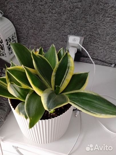 Сансевиерия ханни крео