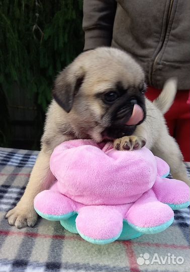 Щенки мопса черного и бедевого окраса