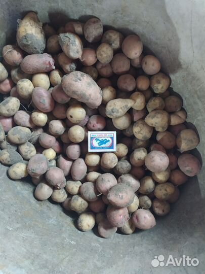 Продам мелкий картофель