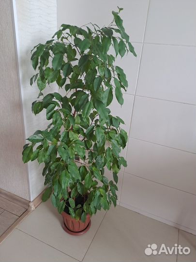 Фикус бенджамина