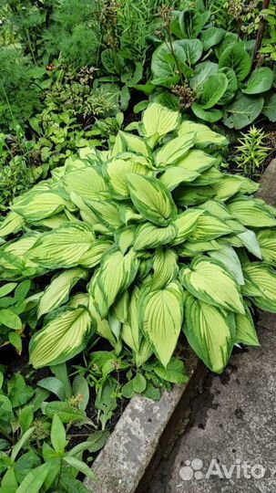 Хоста (Hosta)