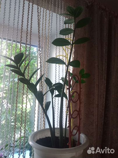 Цветы комнатные