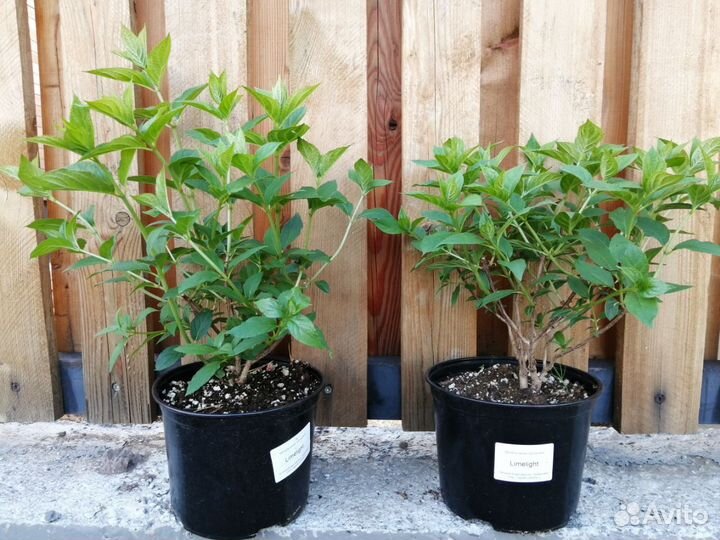 Метельчатая гортензия Limelight 5 лет