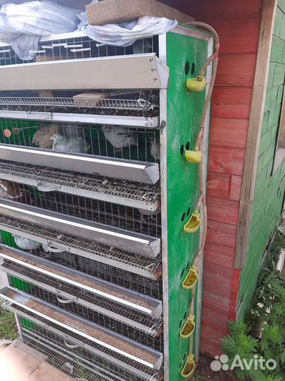 Клетка для перепелов