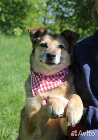 Сладкая собачка Груша небольшая в дом