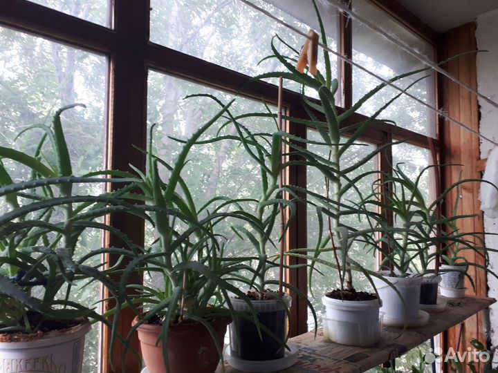 Алоэ лечебный