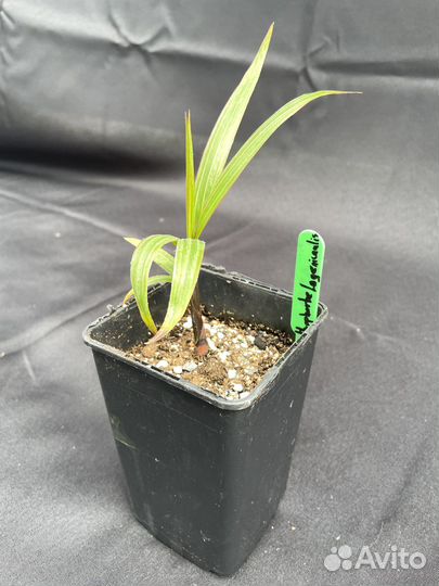 Hyophorbe Lagenicaulis / Бутылочная пальма