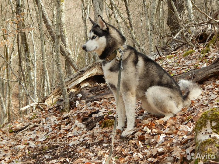 Кобель для вязки