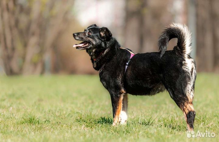 Маленькая собака в добрые руки бесплатно