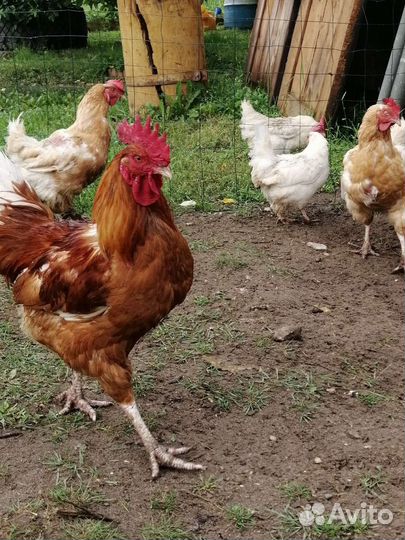 Петухи молодые