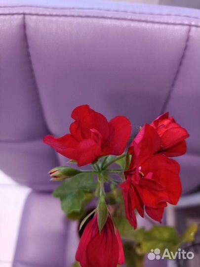 Пеларгония герань