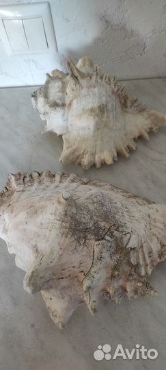 Большая морская раковина