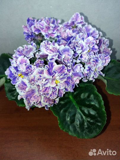 Фиалки сортовые детки