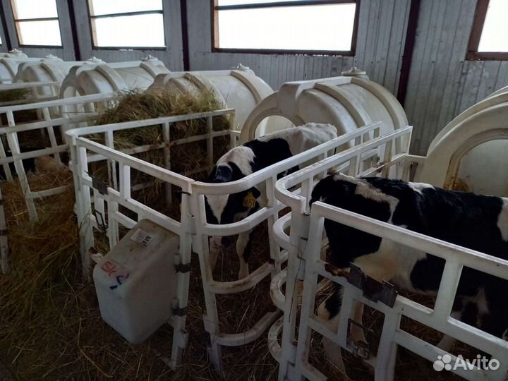 Бычки черно пестрые