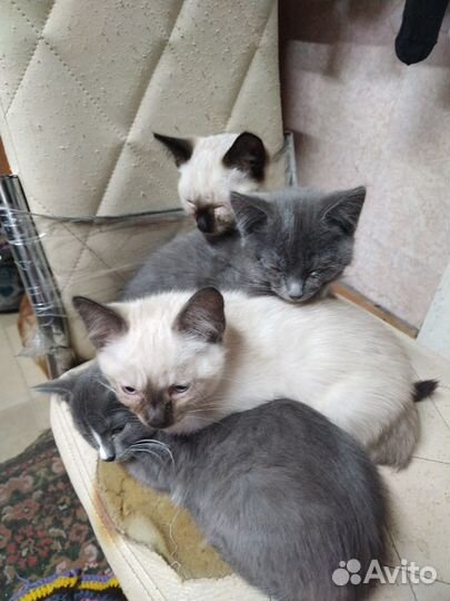 Котята ищут дом
