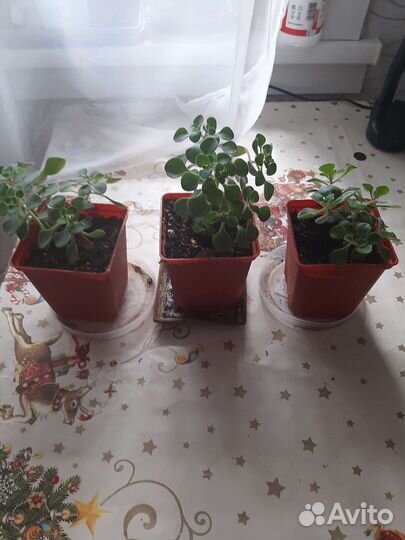 Ахоизон- дерево любви, счастья и достатка