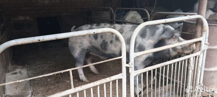 Хряк на племя