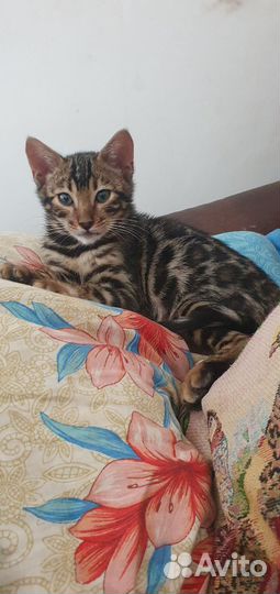 Бенгальские котята