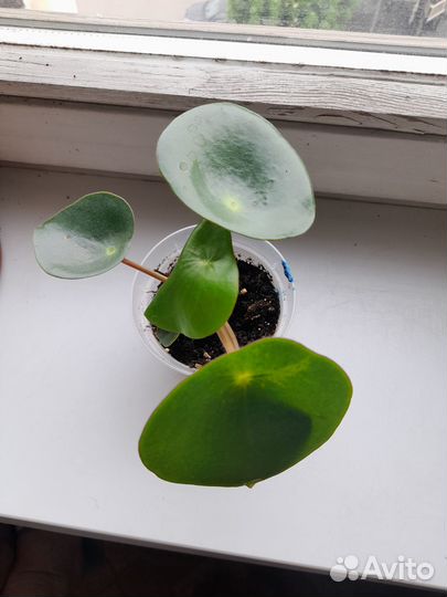 Пеперомия рейндроп