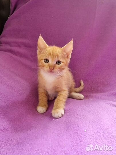 Кузя 1.5 месяца в добрые руки