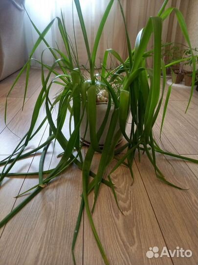 Индийский Лук Лечебный для суставов