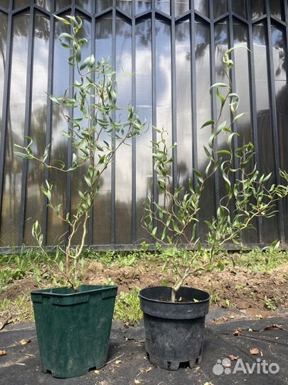 Ива Килмарнок, ива козья, Ива Хакуро фламинго