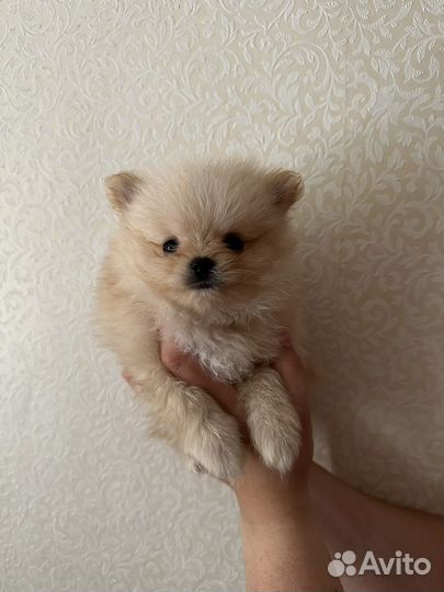 Померанский шпиц