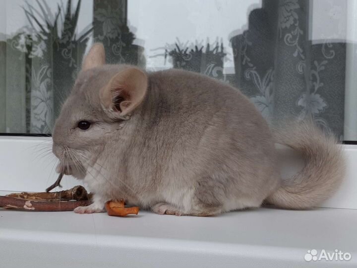 Шиншиллы ангоры и не только