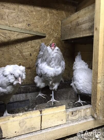 Яйца юхейилюй