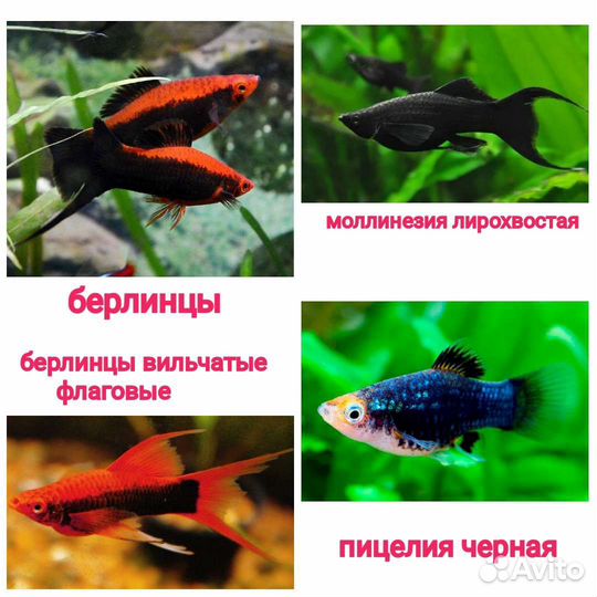 Гуппи, пецилии, моллинезии, меченосцы