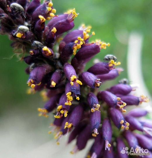 Аморфа Кустарниковая, семена