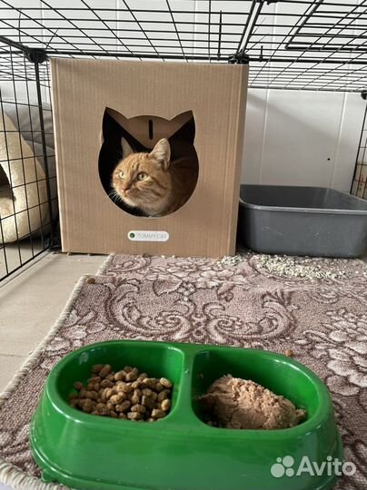 Рыжая кошечка