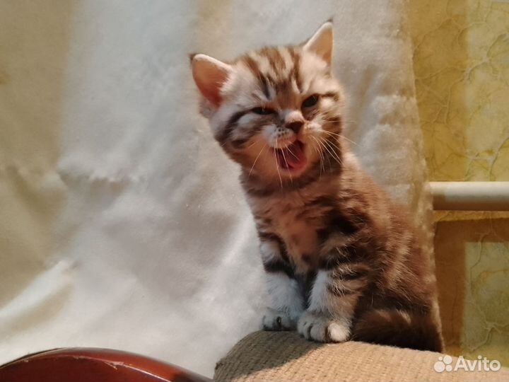 Шотландские котята