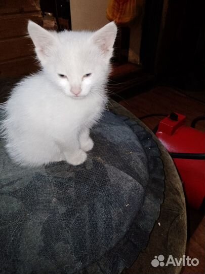 Кошки и котята