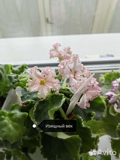 Сортовые фиалки