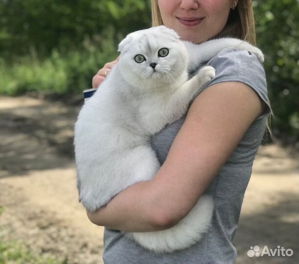 Вязка шотландский вислоухий кот ns11