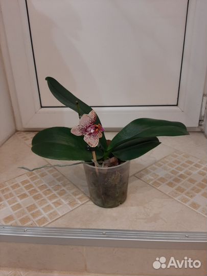 Орхидея фаленопсис Чармер