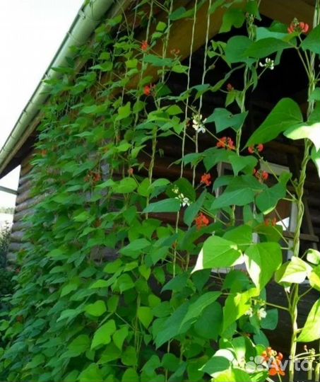 Декоративная фасоль