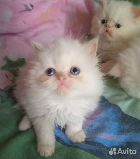 Персидские котята