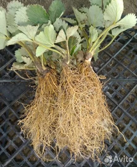 Клубника альба